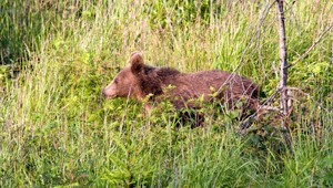 Ďalší útok medveďa, aj keď nie na ľudí. Roztrhal ovcu a bol blízko obce