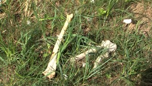 Nepríjemný objav. Na záhrade kopal zemiaky, namiesto nich našiel kosti exmanžela svojej družky