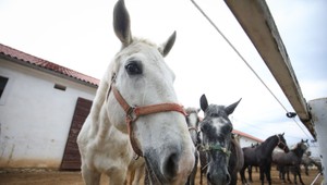 Zaujímavé využitie konského trusu: V tejto dedine z neho vyrábajú brikety