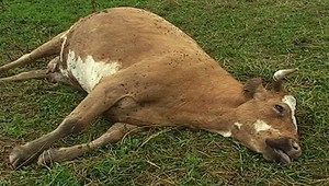 Tyrania na družstve: Kravám orezávali rohy karbobrúskou!