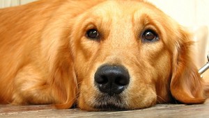 Chorú sučku zachránilo jej šteniatko. Elza jej darovala obličku