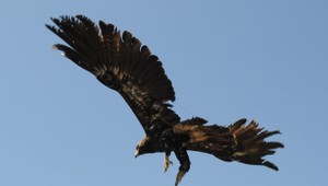 Počet otrávených dravcov stúpa. Odborníci varujú, že to môže mať vplyv na ich populáciu