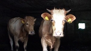 Hladné kravy sa obžierajú navzájom, majiteľ sa len prizerá