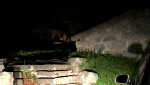 V Tatrách medveď roztrhal jeleňa pred hotelom