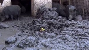 Obyvateľov trápi neznesiteľný zápach a potkany. Majiteľ ošípaných ignoruje aj úrady