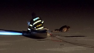 VIDEO: Kuriózna záchranná akcia. Hasiči bojovali o život srnky, pod ktorou sa rýchlo topil ľad