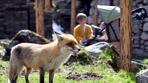 Tatranské líšky sa musia sťahovať. Zachutili im svište