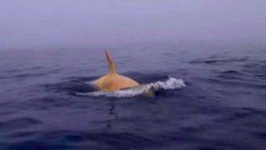 Vedci nakrútili extrémne vzácnu bielu kosatku