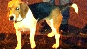 Pri Prešove sa stratila 15-mesačná sučka bígla