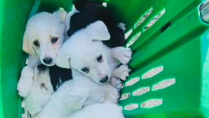 VIDEO: Žena vyhodila šteniatka pri útulku. Sučku priviazala drôtom o auto