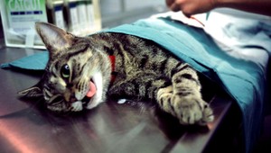 Prekvapenie pre nemeckých policajtov. Slováci v dodávke prevážali 93 šteniat a 21 mačiek