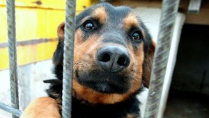 Adopciu psov komplikujú čipy