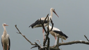 Bociany menia zvyky. Je možné, že sa budú u nás vyskytovať celoročne?