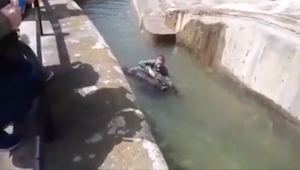 VIDEO: Opitý mladík v ZOO preliezol plot a napadol medvedicu. Mal obrovské šťastie, že prežil