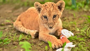 Pytón, levica aj kengura. Na Liptove majú ZOO plnú zvieracích hercov