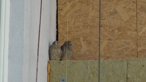 Sokolíky sa uhniezdili uprostred rušného zatepľovania paneláku