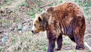 VIDEO: Slovenskému biatlonistovi Matejovi Kazárovi skrížil cestu medveď