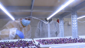 Mikrozelenina ako potrava budúcnosti. Čo všetko si môžeme dopestovať doma?