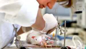 Pokus na laboratórnom zvierati? Takto to funguje