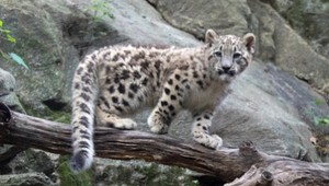 Tento rok nebol len o teroristoch a globálnom otepľovaní. V roku 2017 nás tešili aj tieto udalosti