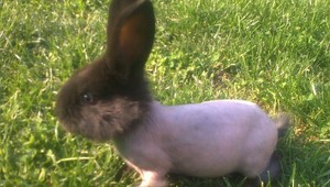 tvojenoviny: Veľkonočná krása, narodil sa zajačik-naháčik...