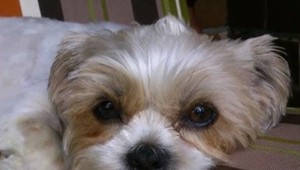 Záhadné zmiznutie psov, ostal po nich len pelech. Majitelia zúfalo prosia o pomoc