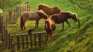 Mladému vodičovi vbehol do cesty splašený kôň