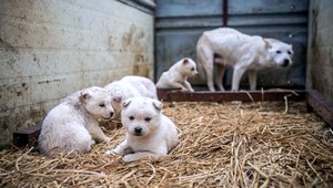 Vyše 170 psov malo skončiť na tanieri. Zachránili ich z príšerných podmienok