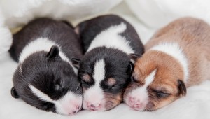 Heroín pašovali v bruchu šteniat. Zašíval im ho tam veterinár