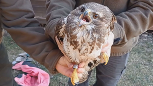 Postrelené mláďa myšiaka hôrneho neprežilo. Prípad rieši polícia