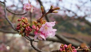 Jar sa opäť vracia. Po chladných dňoch nastáva oteplenie