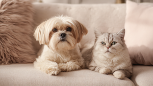 Sú pre váš mozog prospešnejšie mačky alebo psy? Poznáme odpoveď!