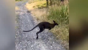 Faunu v Limbachu obohatila kengura. Na jej odchyt sa nikto nechystá
