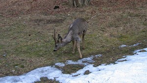 Zranená srnka sama vyhľadala pomoc