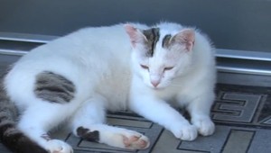 Muž chcel vystrašiť mačky, na smrť vystrašil skôr dobrovoľníčky