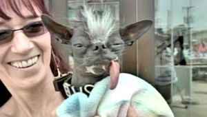 Zomrel najškaredší pes sveta Elwood