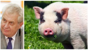 Prezident Miloš Zeman bojuje za zabíjačky: Je to krásna slávnosť