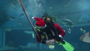 Vianočné prekvapenie pre predátorov: V tropikáriu s potápačmi a špeciálnym darčekom