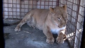 Čo bude s ďalšími šelmami z ranča, kde zomrel ošetrovateľ?