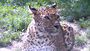 Príbeh lásky z bratislavskej ZOO: Cestu si k sebe hľadajú dva leopardy