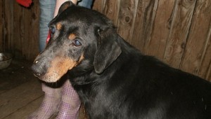 Stále hľadáme Bena! Nevideli ste ho?