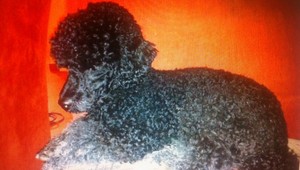 Dievčatku zmizol psík Bobo, nálezcu čaká odmena