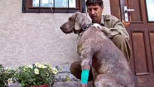 Sučky stavača otrávili karbofuranom, jed napustili do morčacích krkov