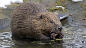 Zabudnite na medveďa či kamzíka. Novým maskotom Tatier je bobor