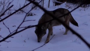 Dedinu ovládol strach. Neďaleko domov zaútočili vlci