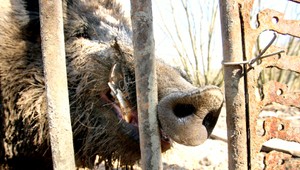 VIDEO. Keď sviňa zoberie kameru a filmuje
