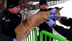 Policajti pomáhali a chránili - srnku