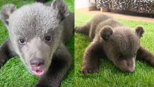 Malé medvedice z Bojníc robia veľké pokroky. Bude ich môcť vidieť aj verejnosť?