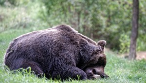 Medveďa, ktorý likvidoval hospodárske zvieratá v Kľačne, zastrelili
