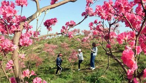 FOTOGALÉRIA: Jar v Číne je rozprávková